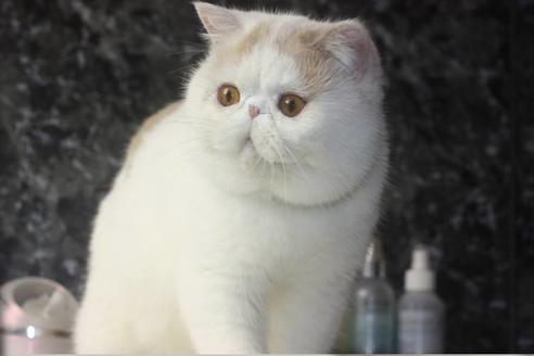 販売中のエキゾチックショートヘアの親猫